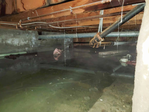 Best Local water damage restoration  in Sonoma, CA